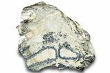 Mammoth Molar Slice With Case - South Carolina #291226-1